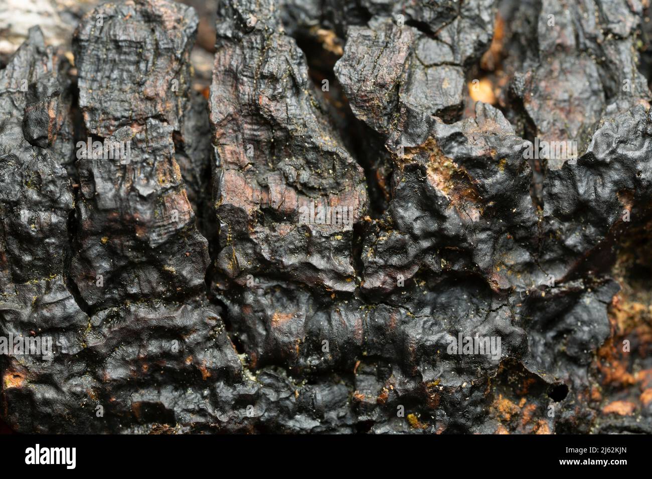Chaga, Inonotus oblichus, closeup foto Foto Stock