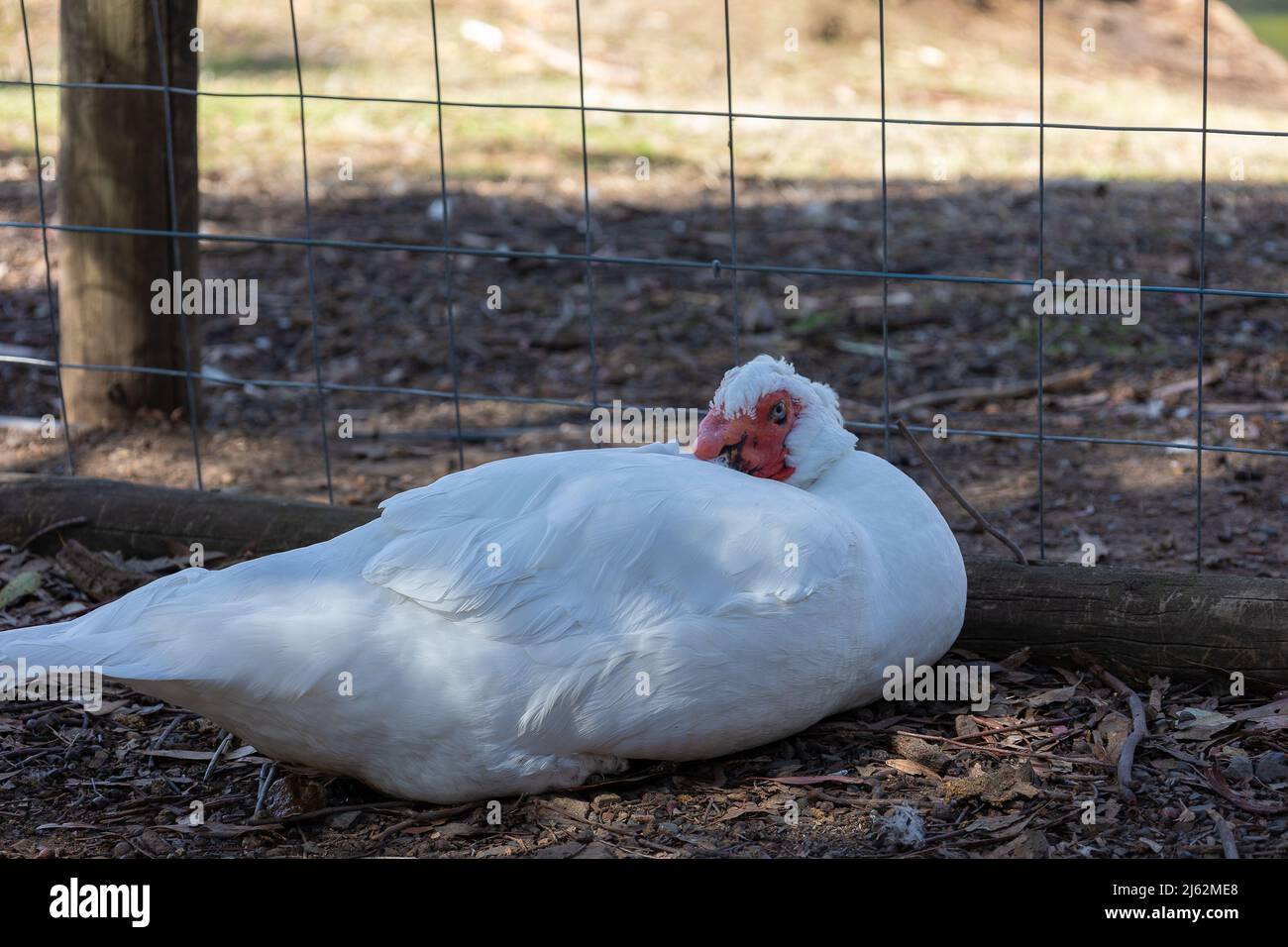 White Red Nosed Muscovy Duck cercando di dormire. Foto Stock