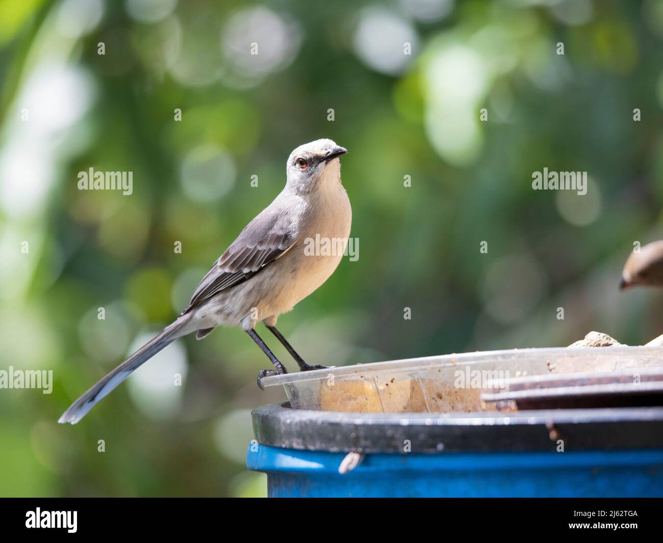uccello mocking appollaiato su un secchio Foto Stock
