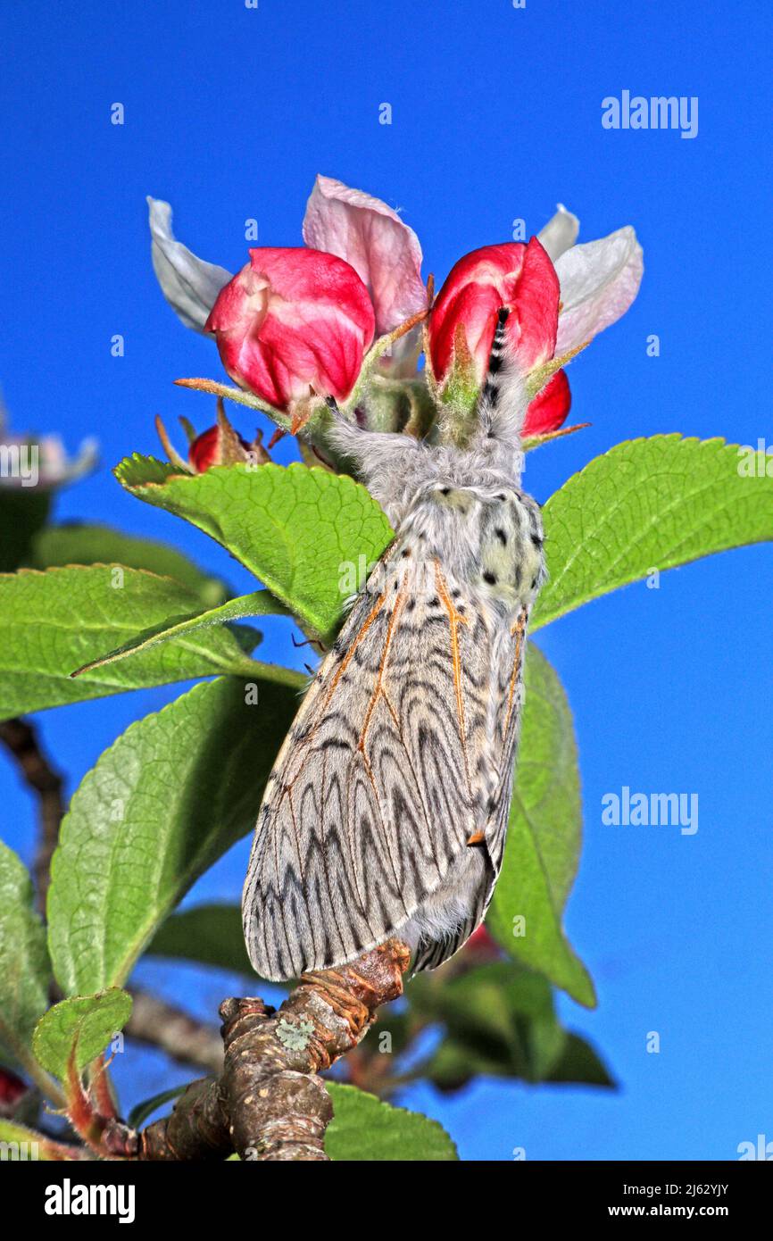 Puss Moth in primavera riposando su albero di fiori di mela in Hampshire Regno Unito. Foto Stock