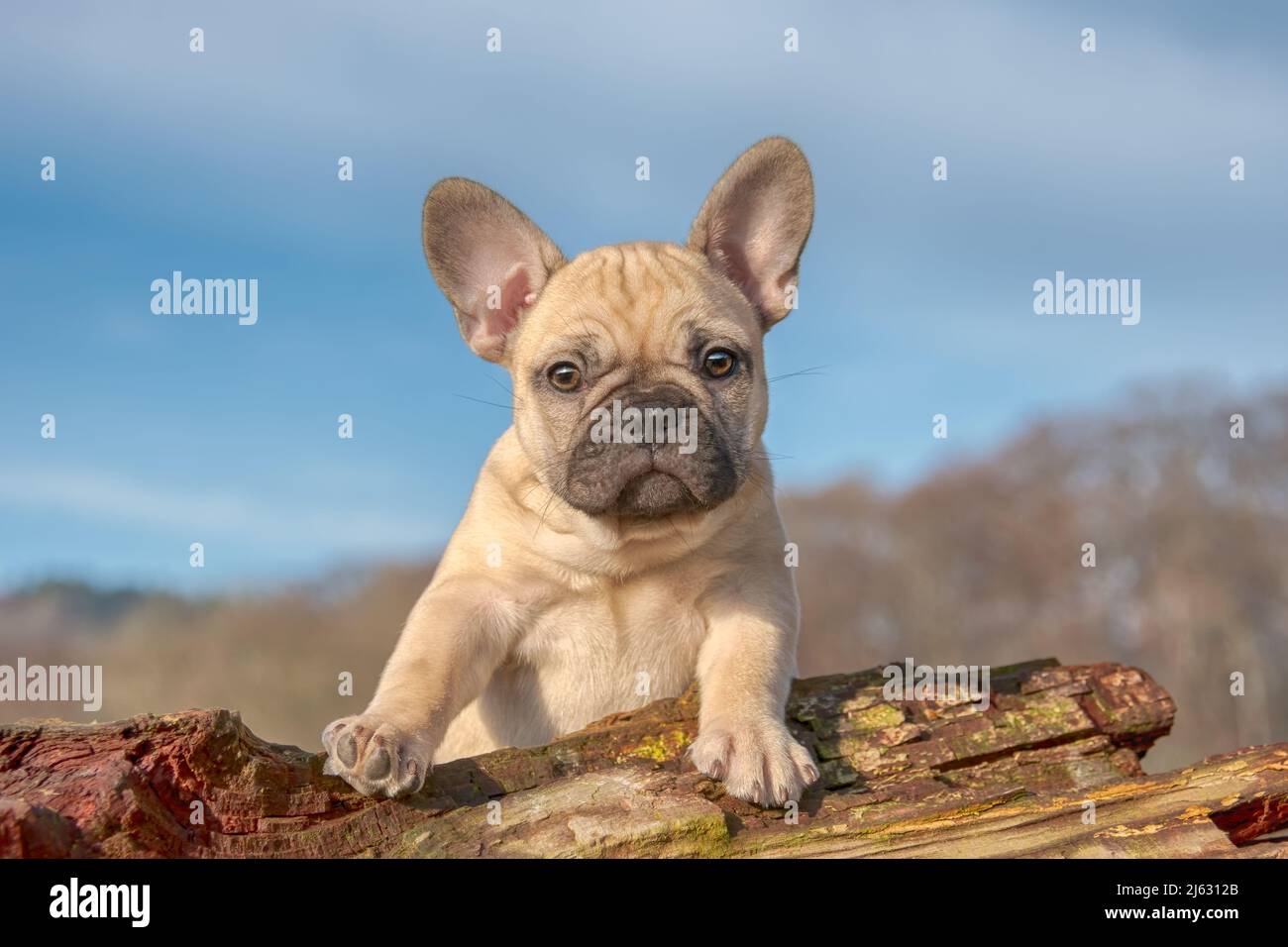 Carino francese Bulldog cucciolo, otto settimane di fawn colorato femmina, il cane bambino che guarda curiosamente Foto Stock