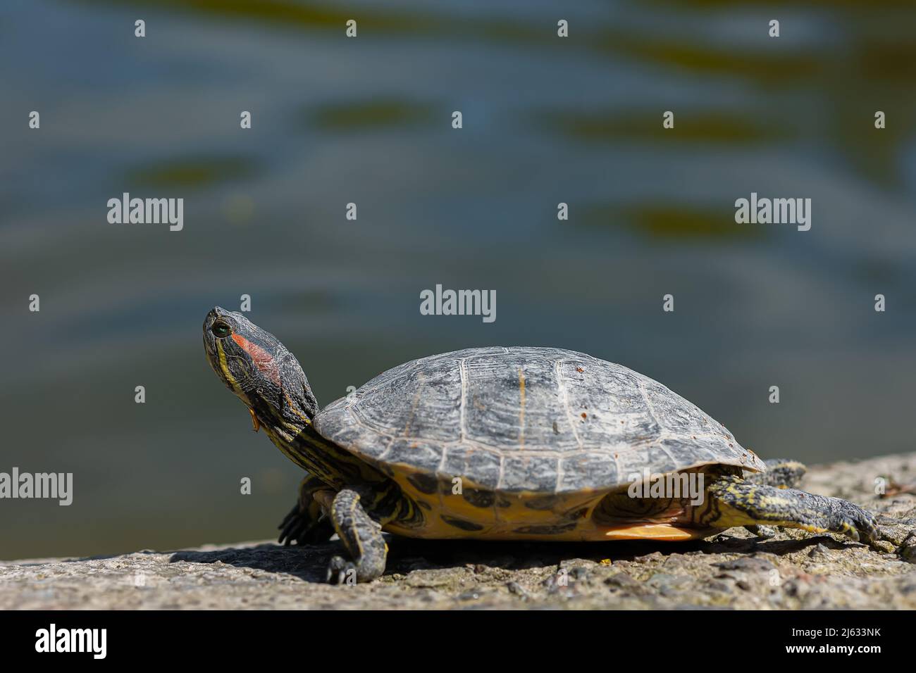 primo piano di una tartaruga che sta crogiolando al sole vicino allo stagno Foto Stock