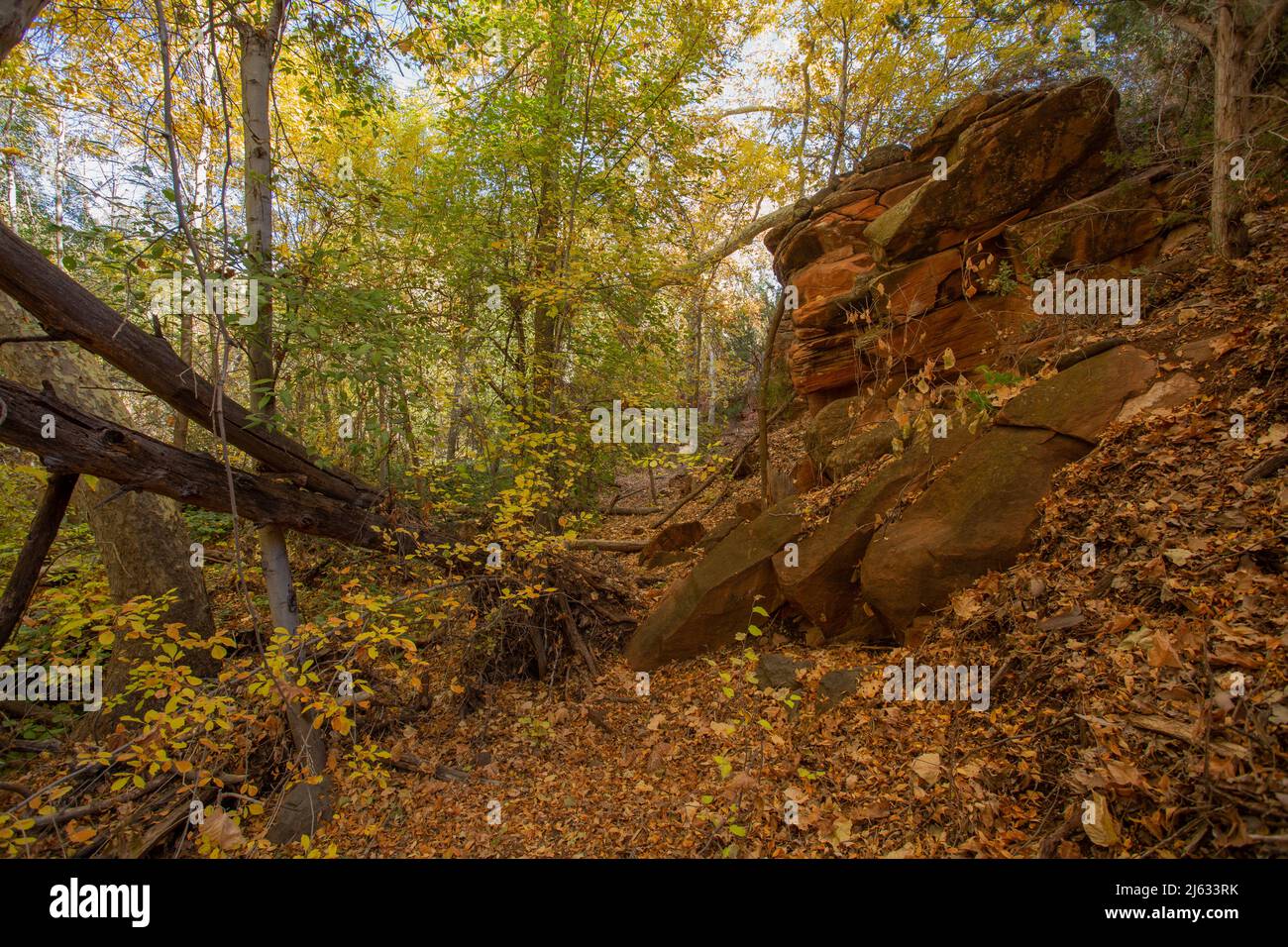 Misterioso percorso nascosto nella foresta in autunno Foto Stock