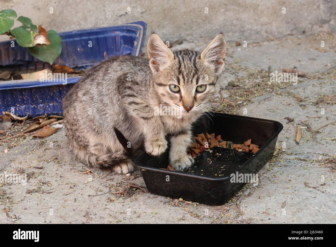 Gattino mangiare e farsi distrarre nel quartiere Ano poli, Salonicco, Grecia 2021 Foto Stock