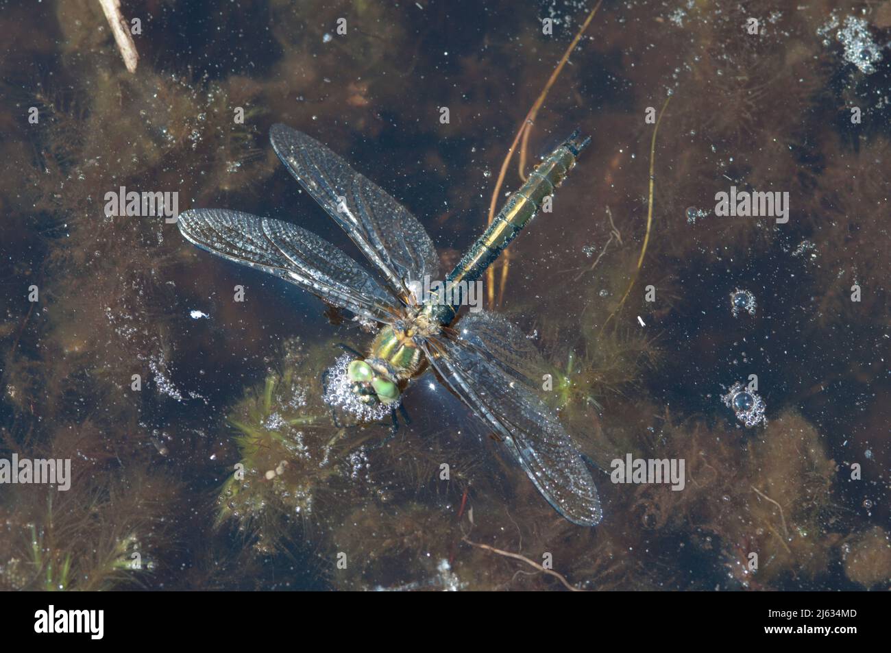 Smeraldo discendente, Cordulia aenea, maschio. Bloccato su acqua superficie di stagno e annegamento. Giugno. Sussex, Regno Unito. Foto Stock