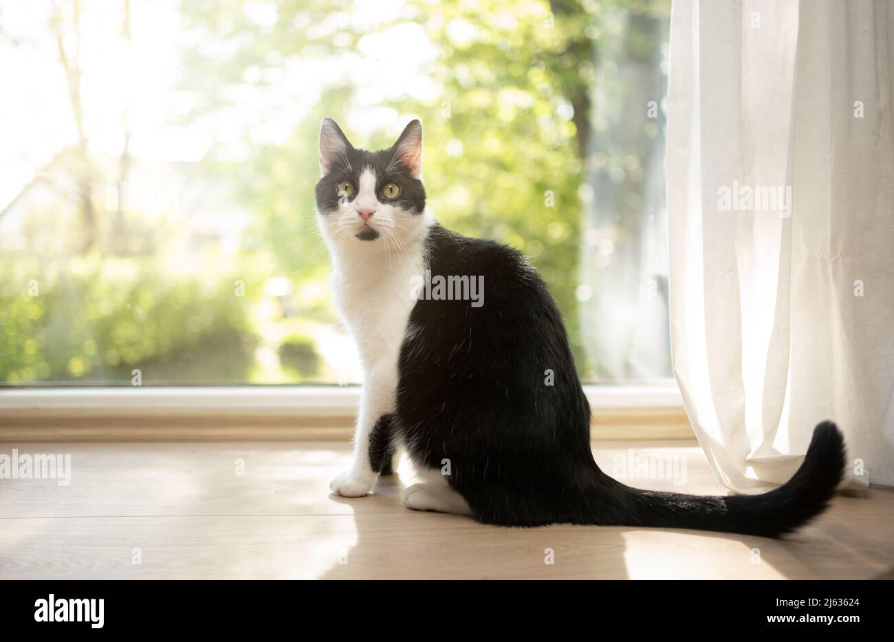 gatto seduto sul pavimento di fronte alla finestra guardando la telecamera Foto Stock