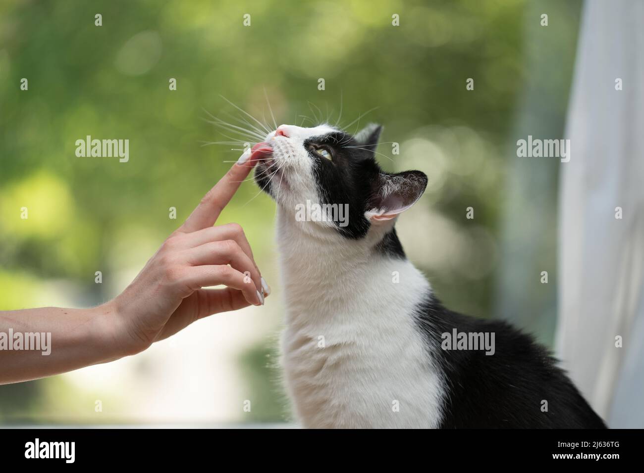 il gatto lecca il dito della mano umana Foto Stock