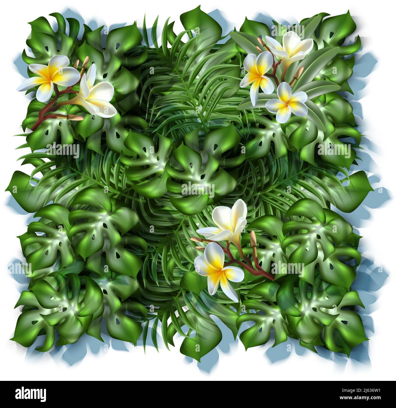 banner vettoriale realistico. Foglie tropicali in piazza, parete verde con fiori e piante frangipani. Isolato su sfondo bianco. Illustrazione Vettoriale