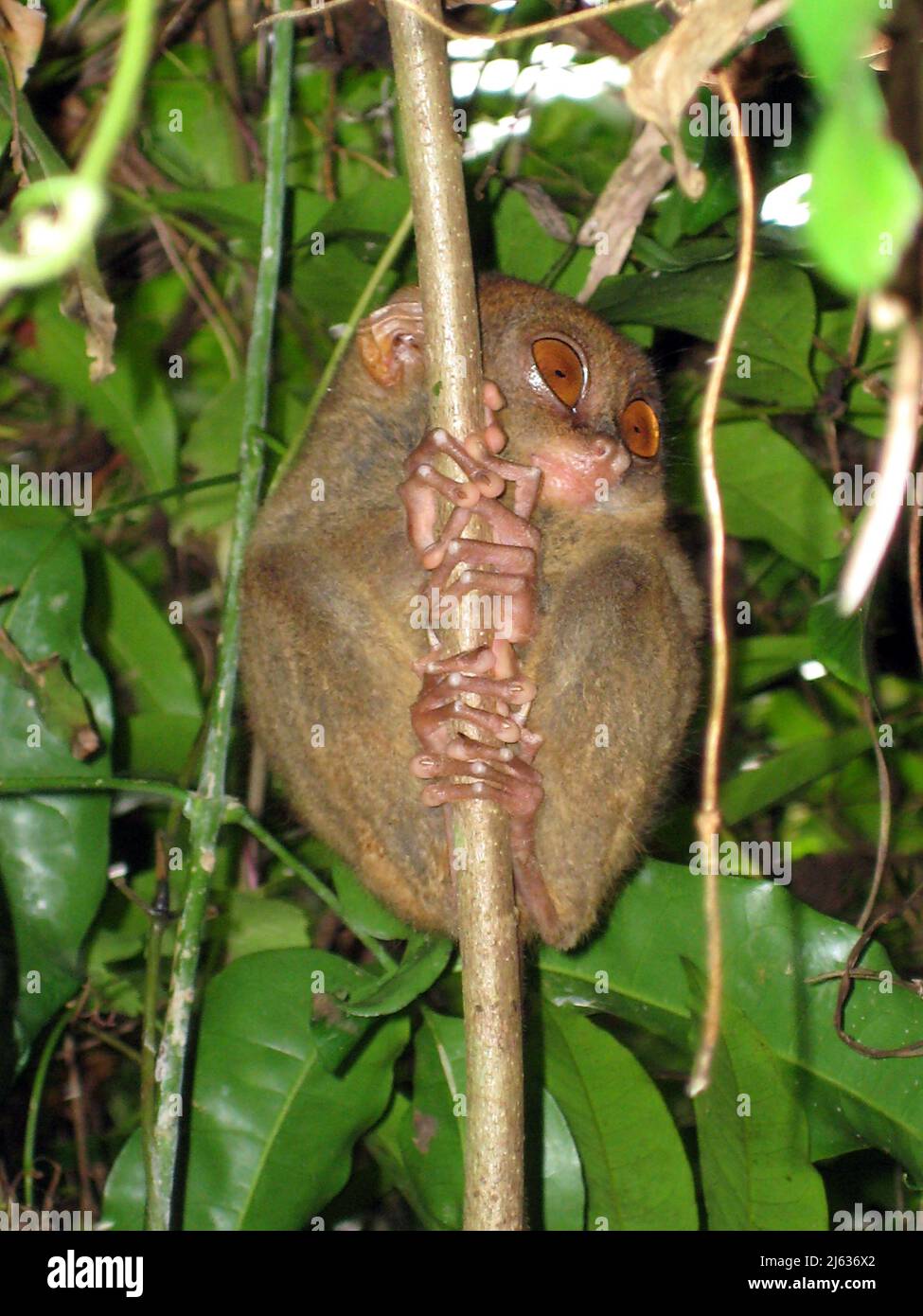 Filippine tarsier (Tarsius syrichta) la più piccola scimmia del mondo, Philippine Tarsier Foundation, Central Visayas, Bohol, Philippinen, Indo-Pacifico, Asia Foto Stock