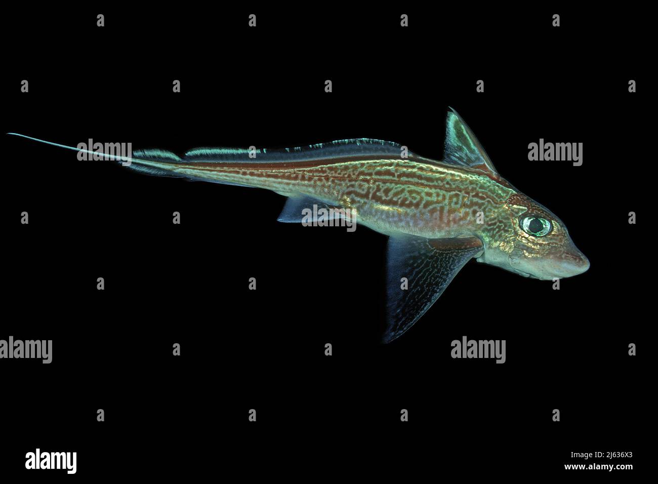 Pesce Coniglio Immagini e Fotos Stock - Alamy