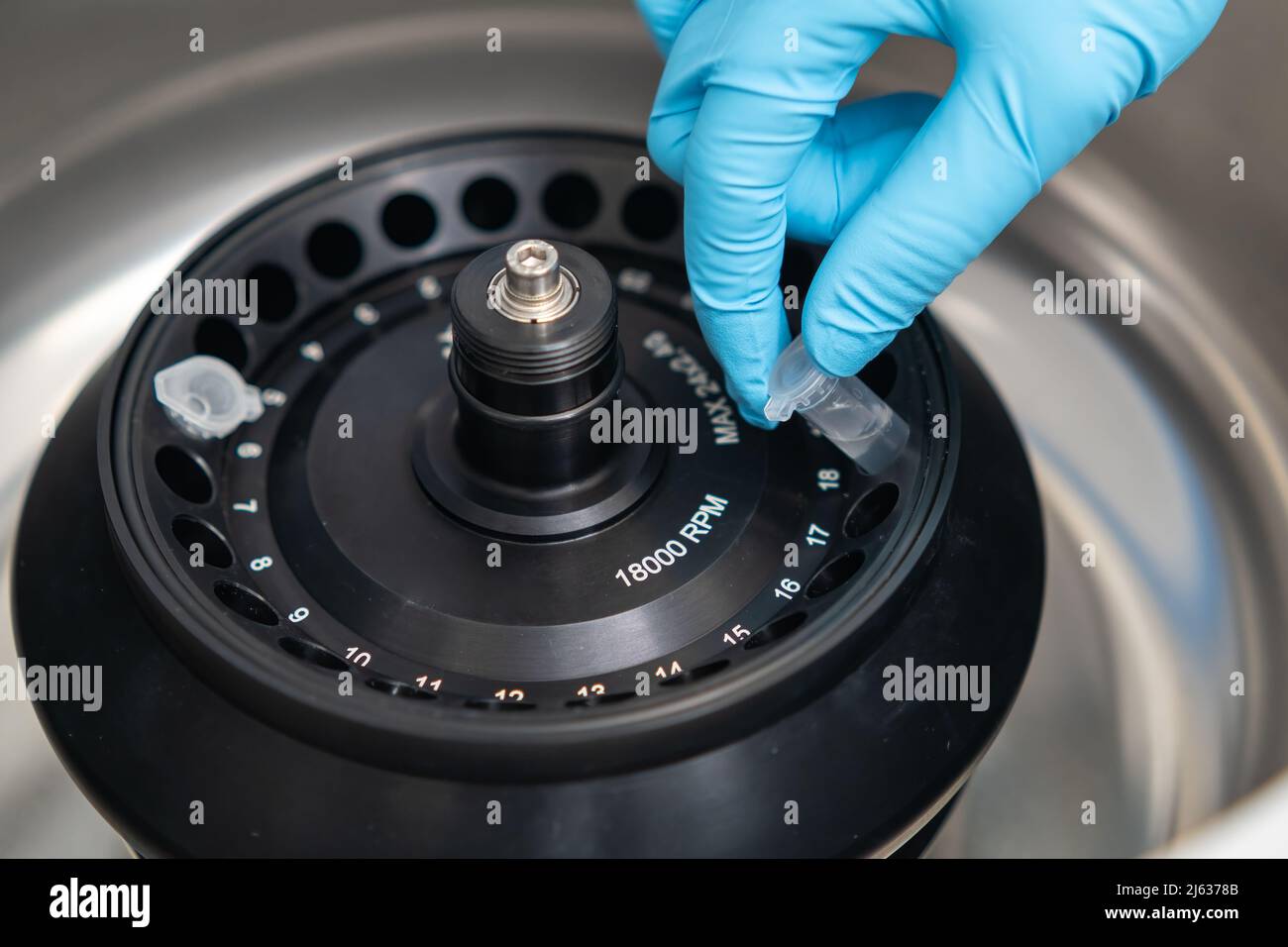 Lo scienziato inserisce le provette per microcentrifuga nella centrifuga per la separazione delle fasi. Analisi del sangue o del siero in laboratorio clinico Foto Stock