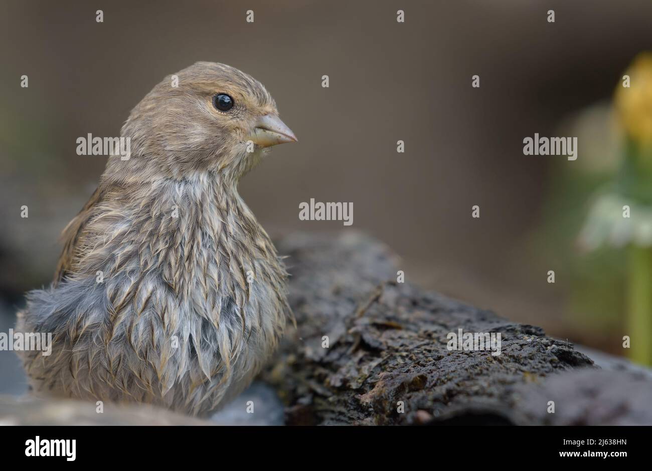 Chiudi fine ritratto dettagliato di Linnet comune Femminile (Linaria cannabina) con luce dolce nella stagione primaverile Foto Stock