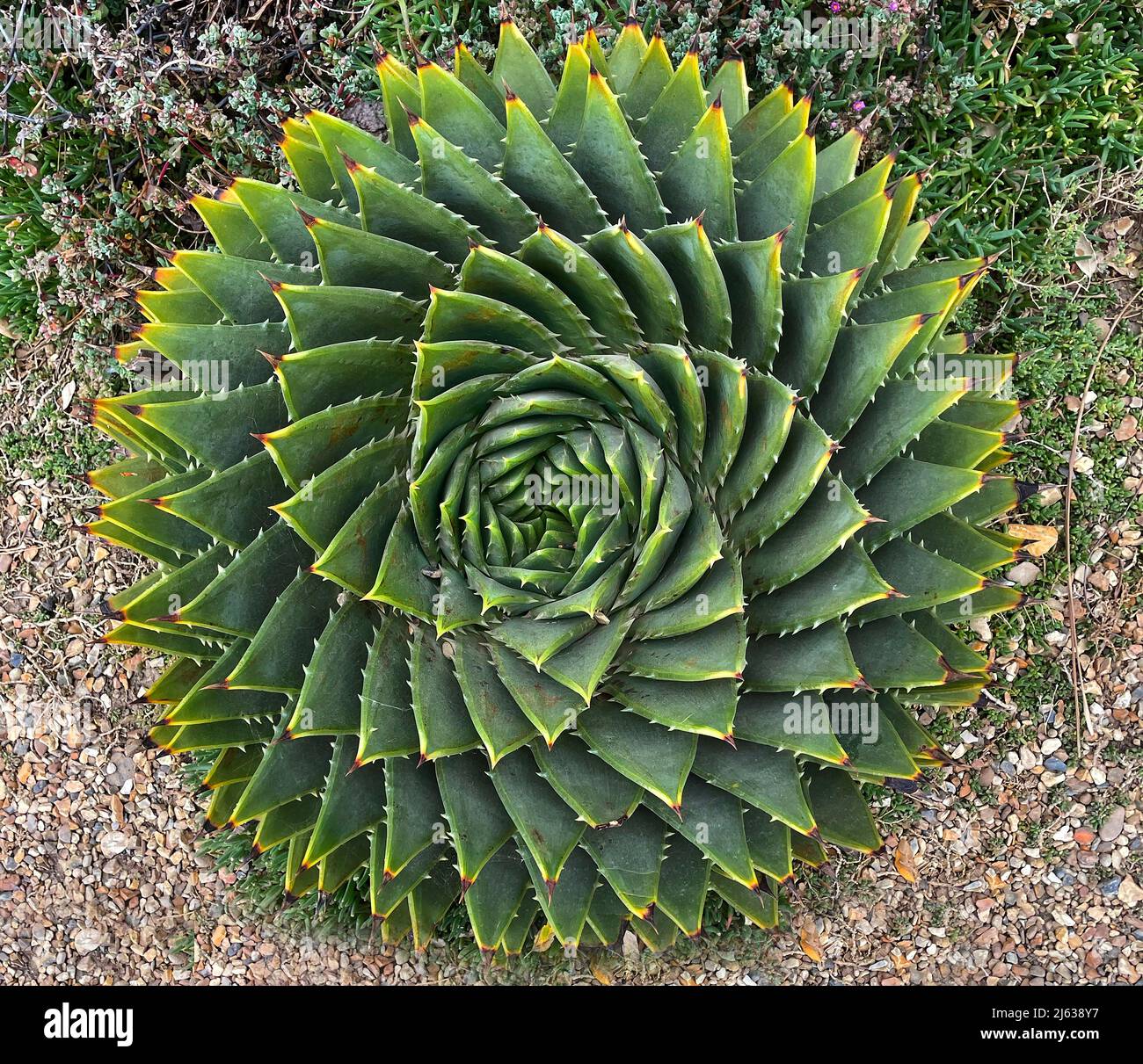 Aloe pollyphilla «spiral» Foto Stock