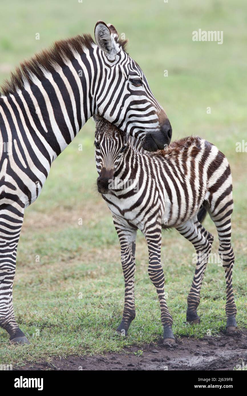 Pianure zebra (Equus quagga) con la sua madre nel cratere di Ngorongoro in Tanzania Foto Stock