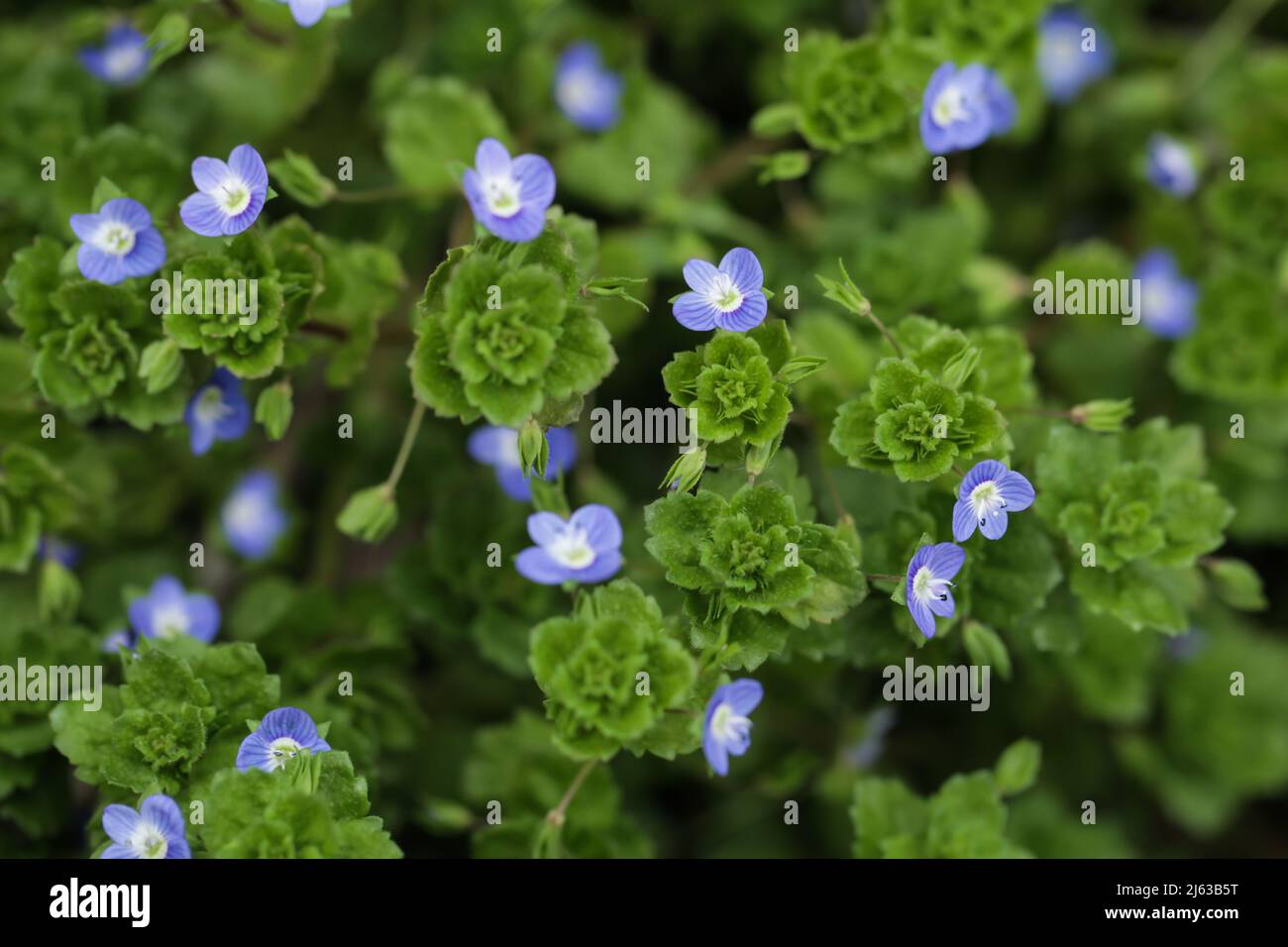 Macro fotografia di Birdeye speedwell, veronica persica, a luce naturale. Sfondo di fiori blu Foto Stock