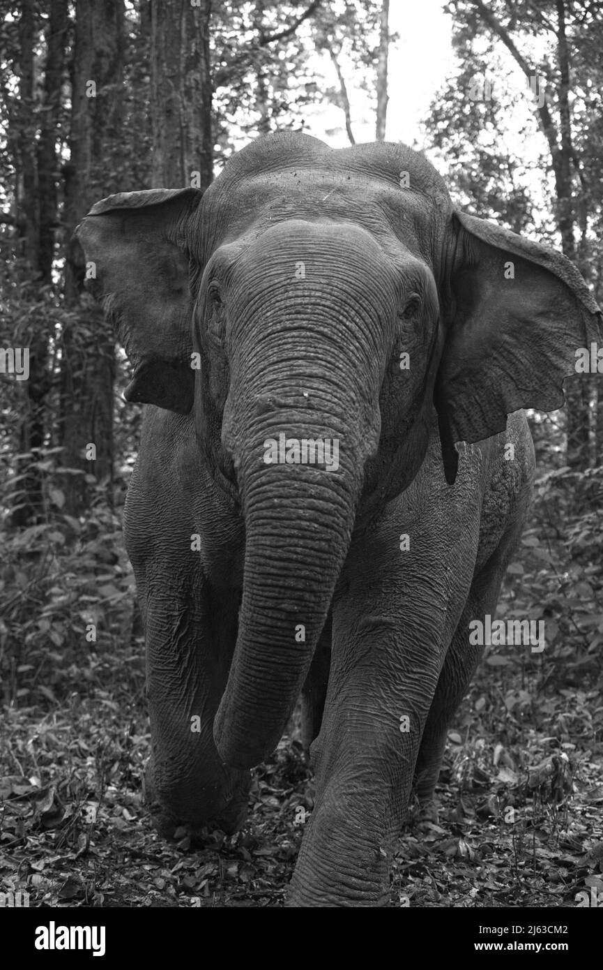 Elefante di Makhna nella riserva della tigre di Corbett Foto Stock