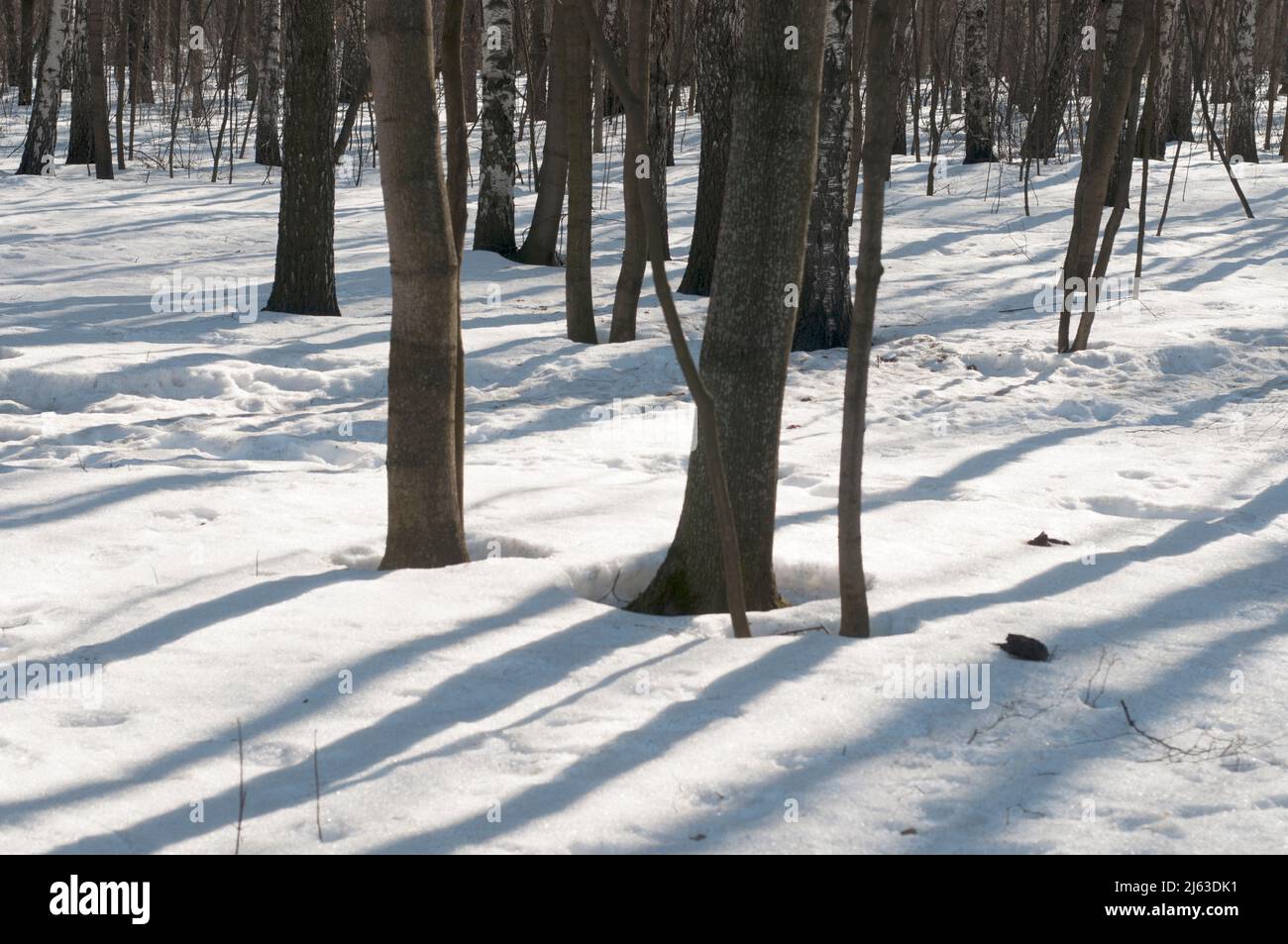 Inizio primavera in una foresta, Sokolniki prenotazione parco, Mosca Foto Stock