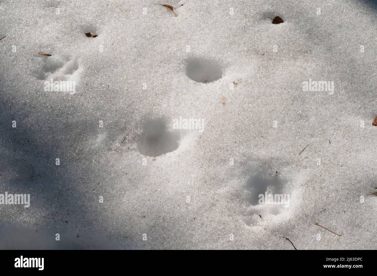 Traccia del cane sulla neve, primo piano Foto Stock