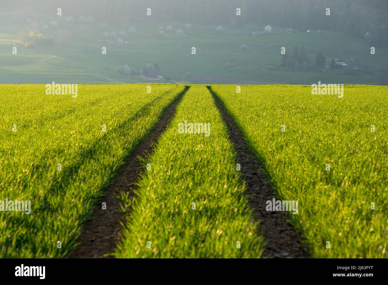 pista attraverso il campo agricolo verde Foto Stock