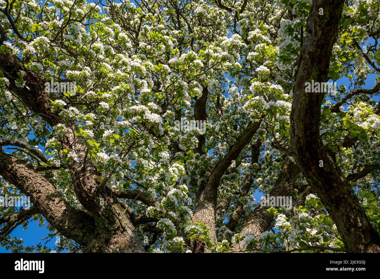 rami di un albero di pera gigante durante la fioritura Foto Stock
