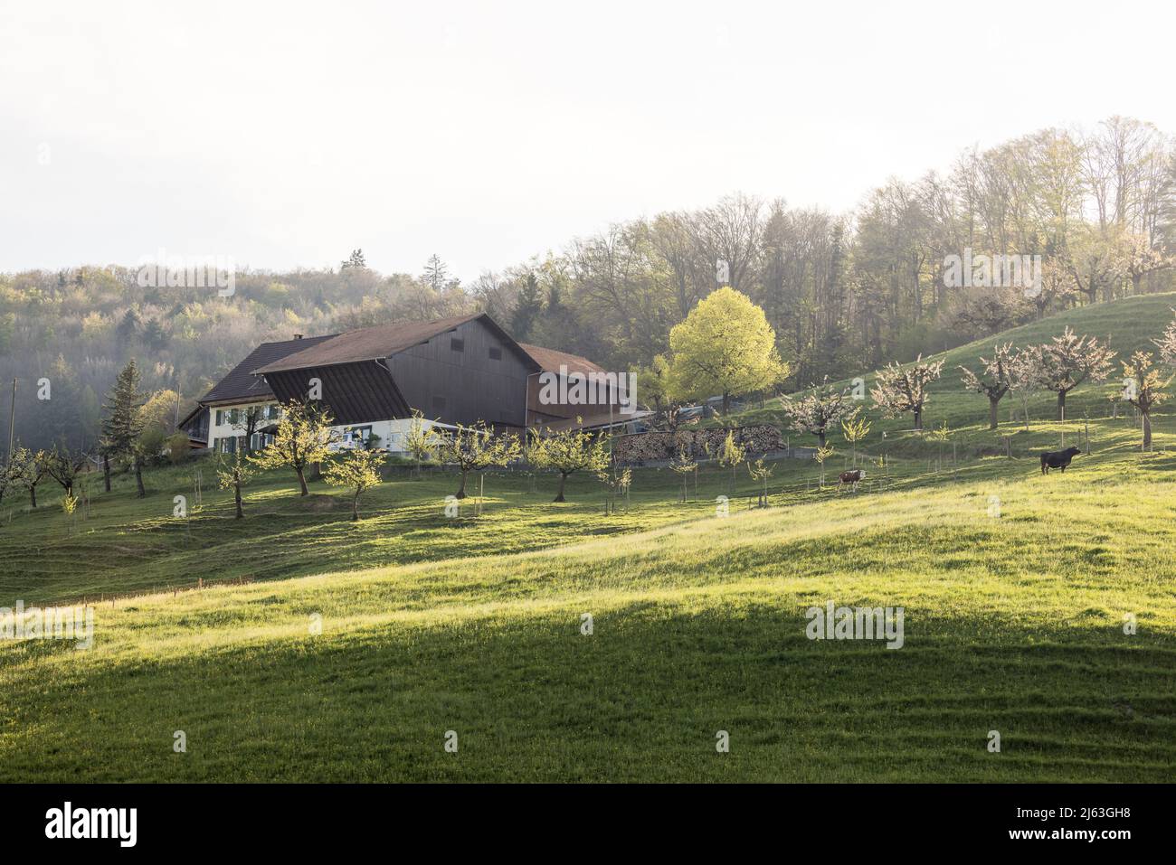 Fattoria a Baselland in primavera con mucche Foto Stock