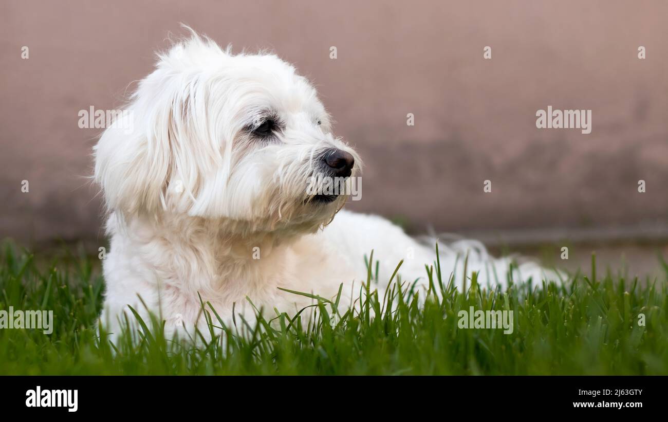 Cane maltese sdraiato sull'erba Foto Stock