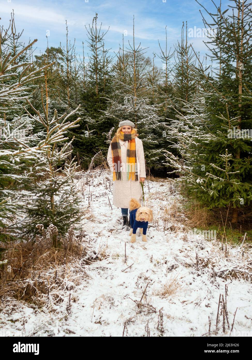 Giovane donna caucasica che cammina un Cockapoo in una fattoria innevata di alberi di Natale. Foto Stock