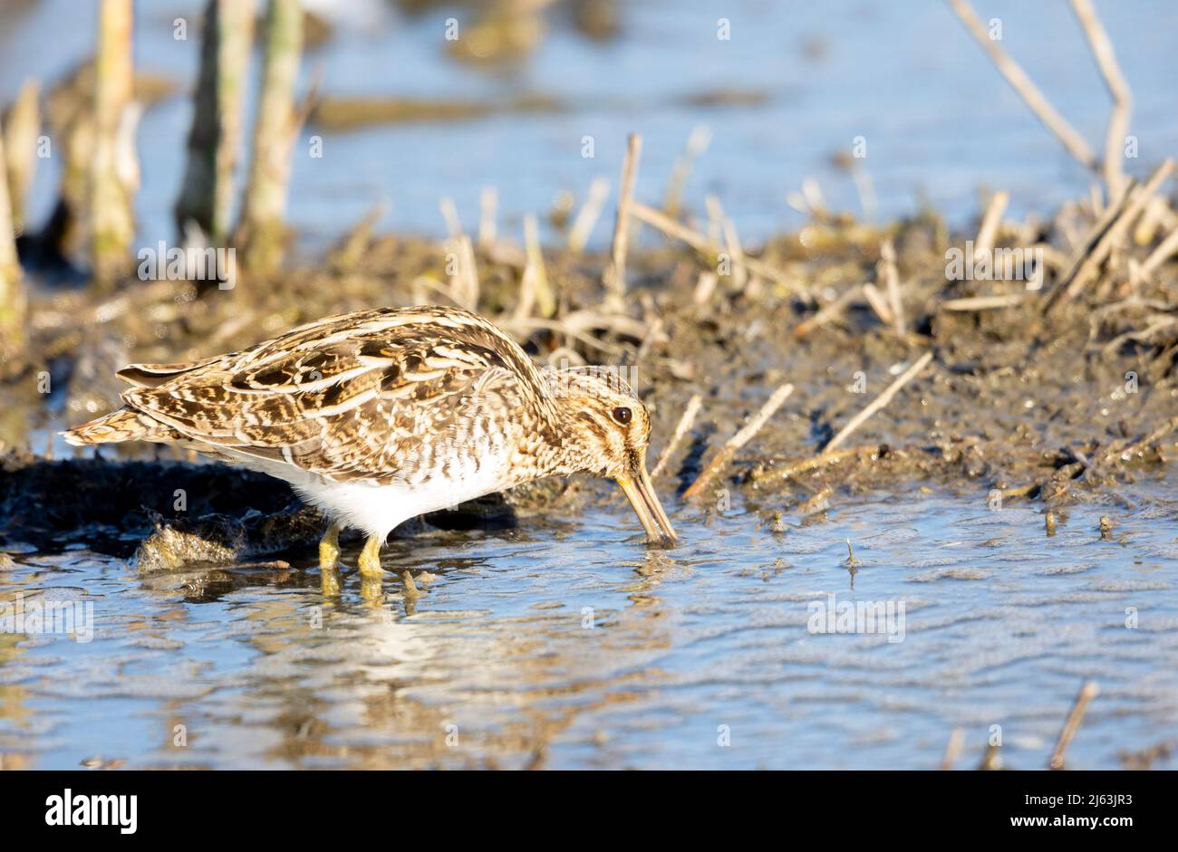 Wilson's Snipe alimentare Foto Stock