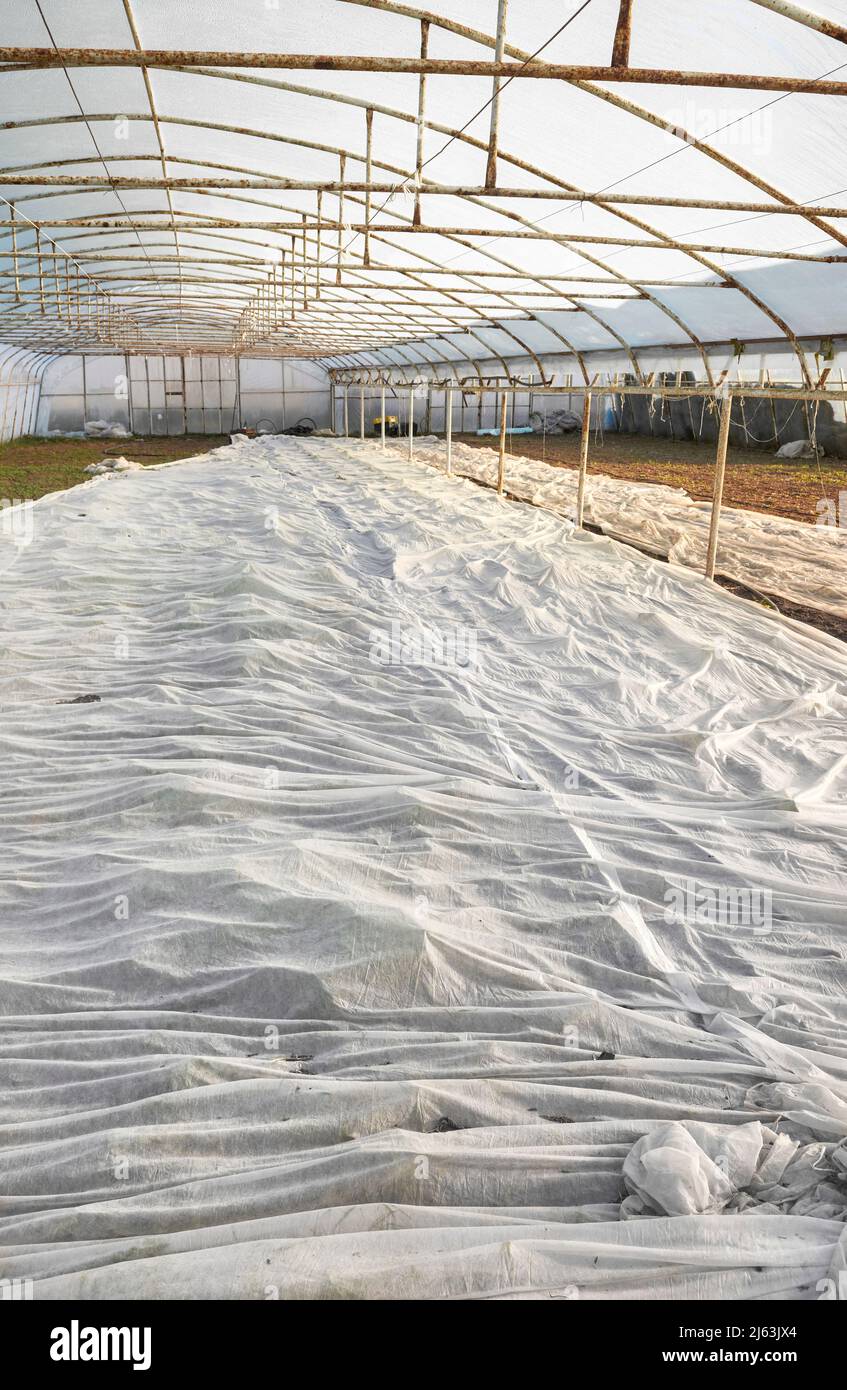 Piantagione vegetale organica serra coperta di agrotextile. Foto Stock