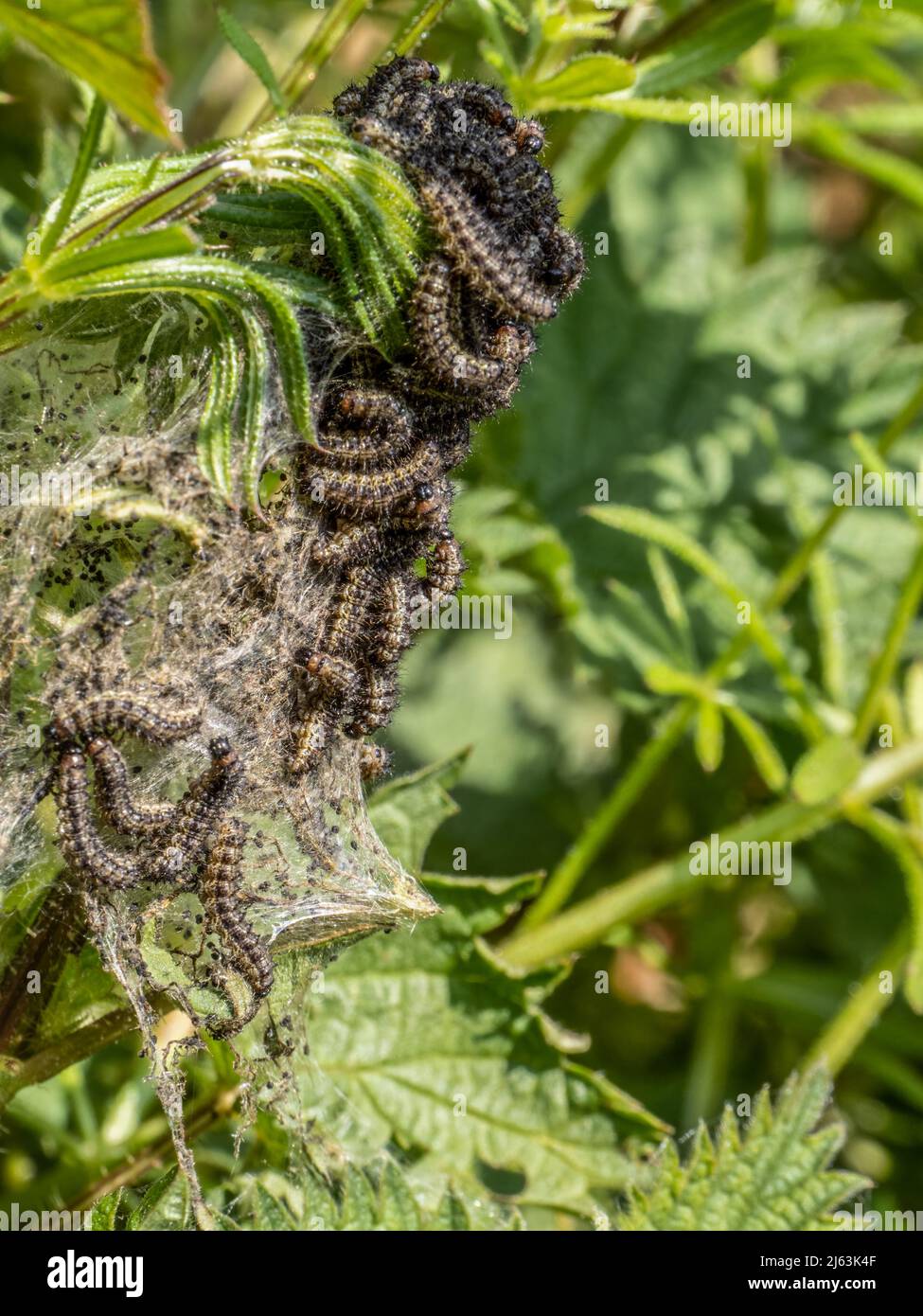 Piccolo Tortoiseshell aka Aglais urticae farfalla cerpillars in nido. Aka Aglais urticae. Foto Stock