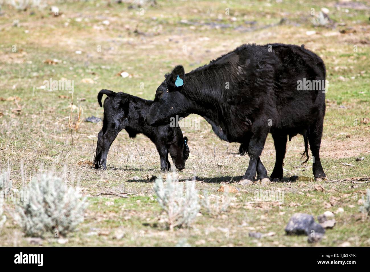 Una mucca in un pascolo dell'Idaho, che si prende cura del suo vitello appena nato. Foto Stock