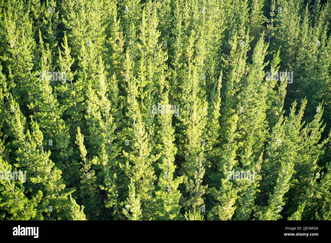 Campo di vista drone di piantagione di pinete formando modelli in natura e sfondi astratti in Australia Occidentale. Foto Stock