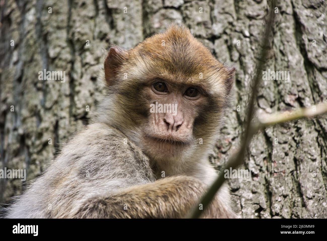 Ritratti di macaco di barbario (Zoo Rheine, Germania) Foto Stock