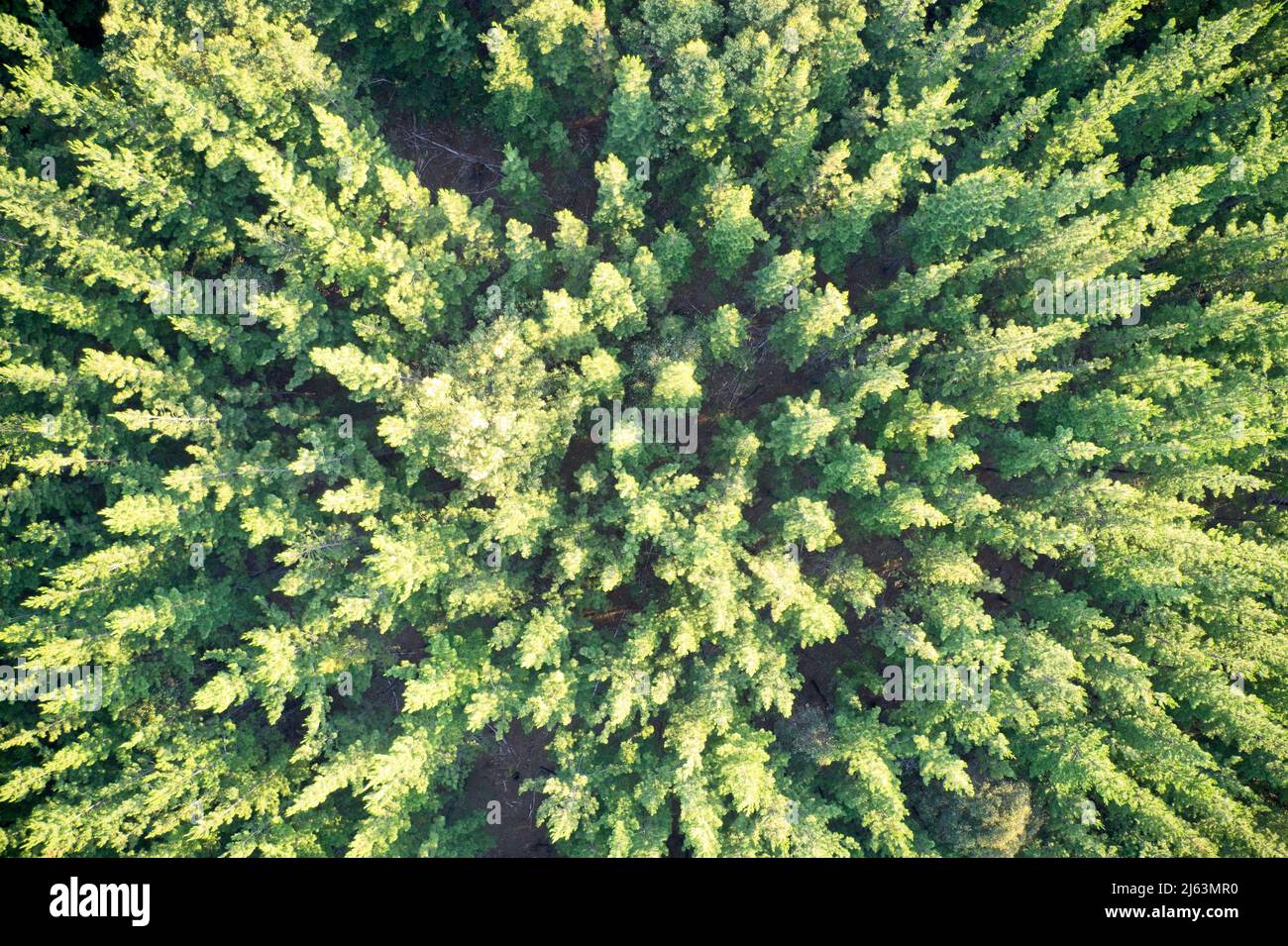 Campo di vista drone di piantagione di pinete formando modelli in natura e sfondi astratti in Australia Occidentale. Foto Stock