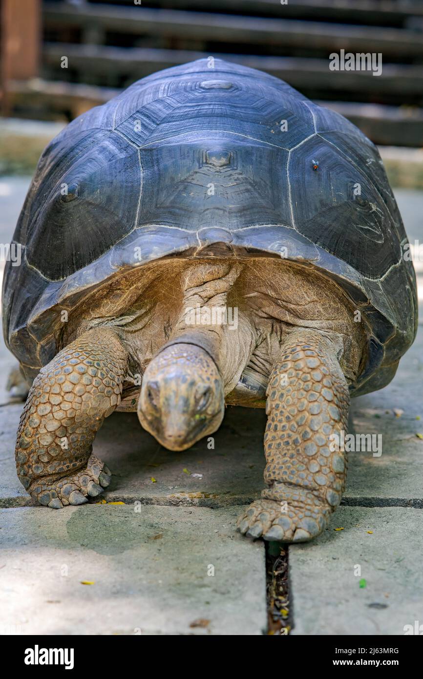 Grande guscio tartaruga gigante con gambe testurizzate che camminano a terra. Foto Stock