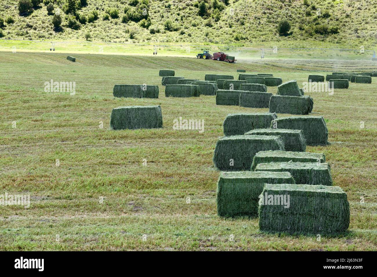 Fieno di erba medica raccolto e imballato nei fertili campi agricoli dell'Idaho. Foto Stock