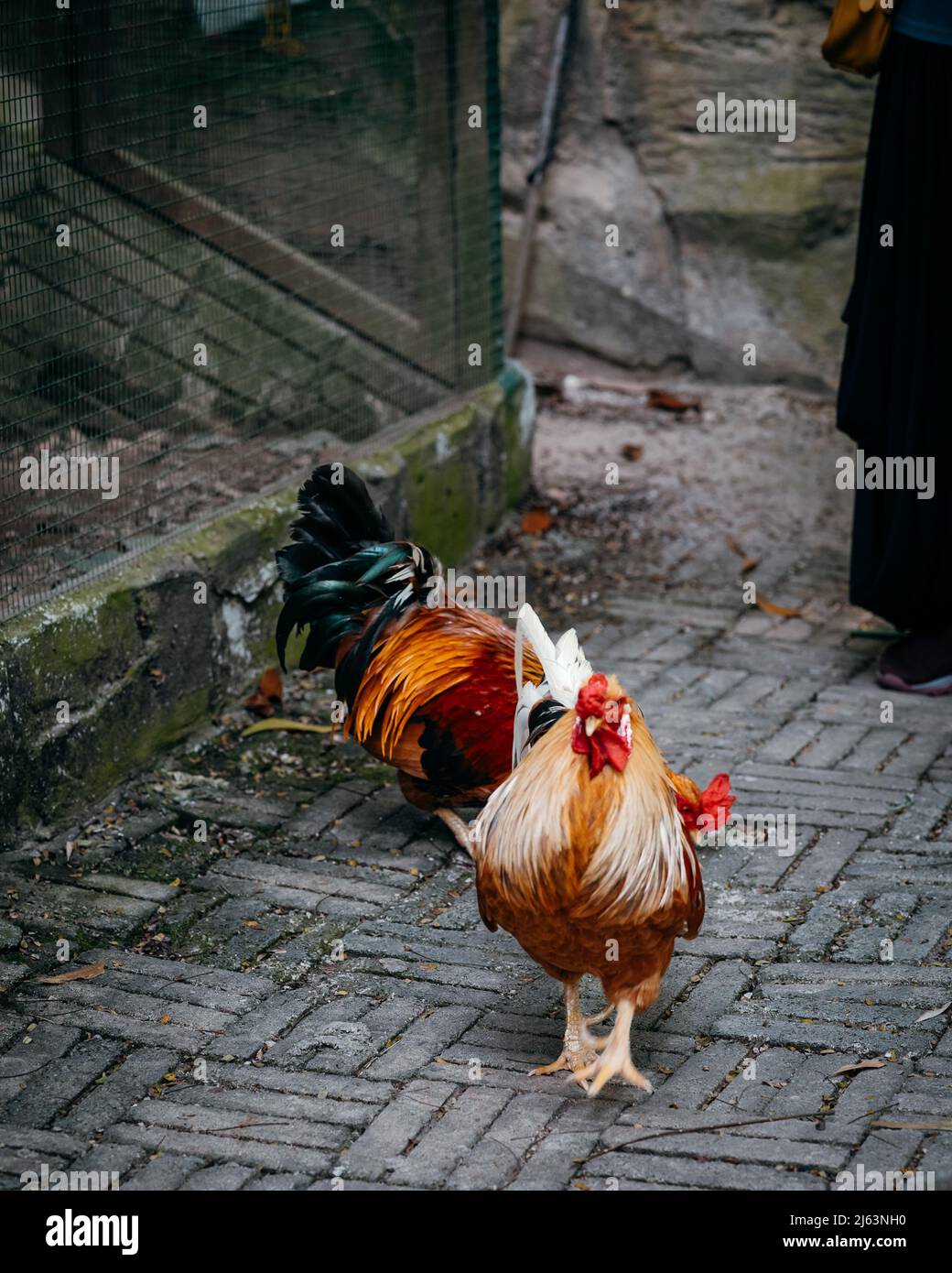 bellissimo gallo maschile a piedi nella fattoria. Foto Stock