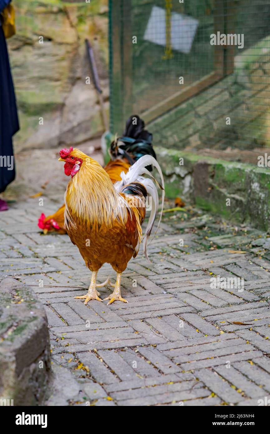 bellissimo gallo maschile a piedi nella fattoria. Foto Stock