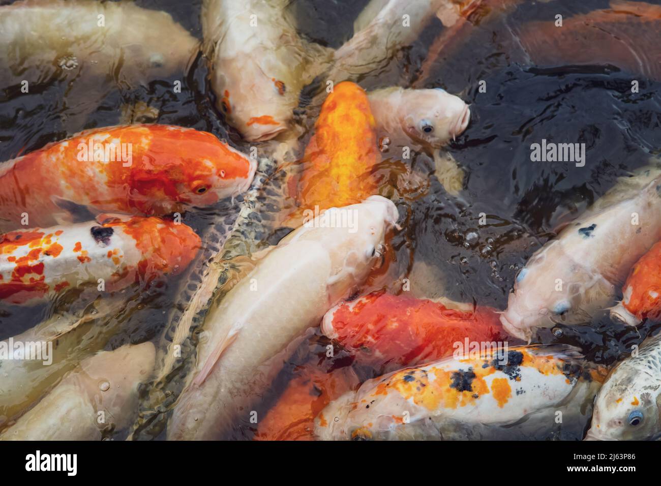 Un primo colpo di pesce koi colorato nel laghetto. Foto Stock