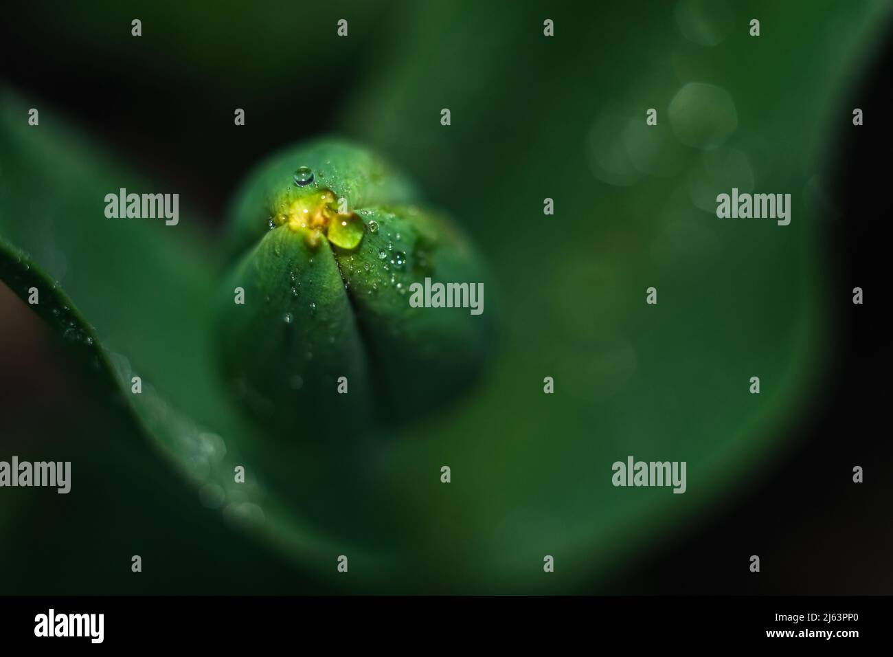 Primo piano di una macro drop su un tulipano inaperto. Foto Stock