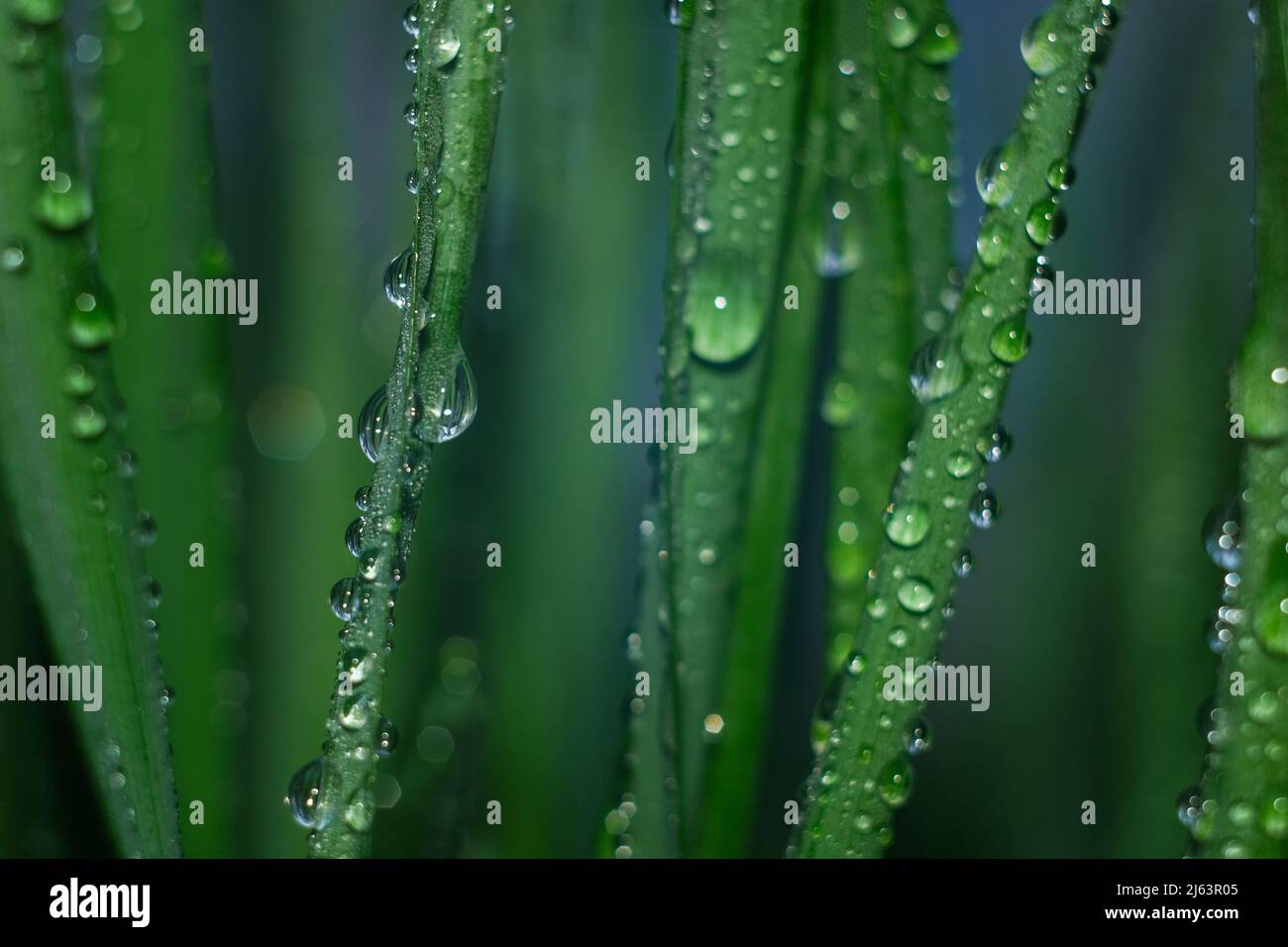Gocce di rugiada su vegetazione con nebbia. Erba verde con gocce e bokeh. Foto Stock