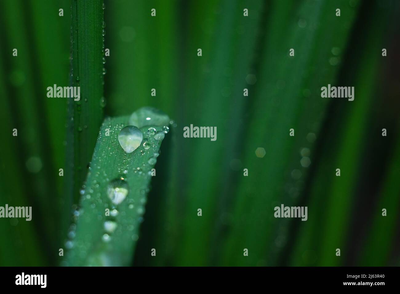 Gocce di rugiada su vegetazione. Erba verde con gocce e bokeh. Foto Stock