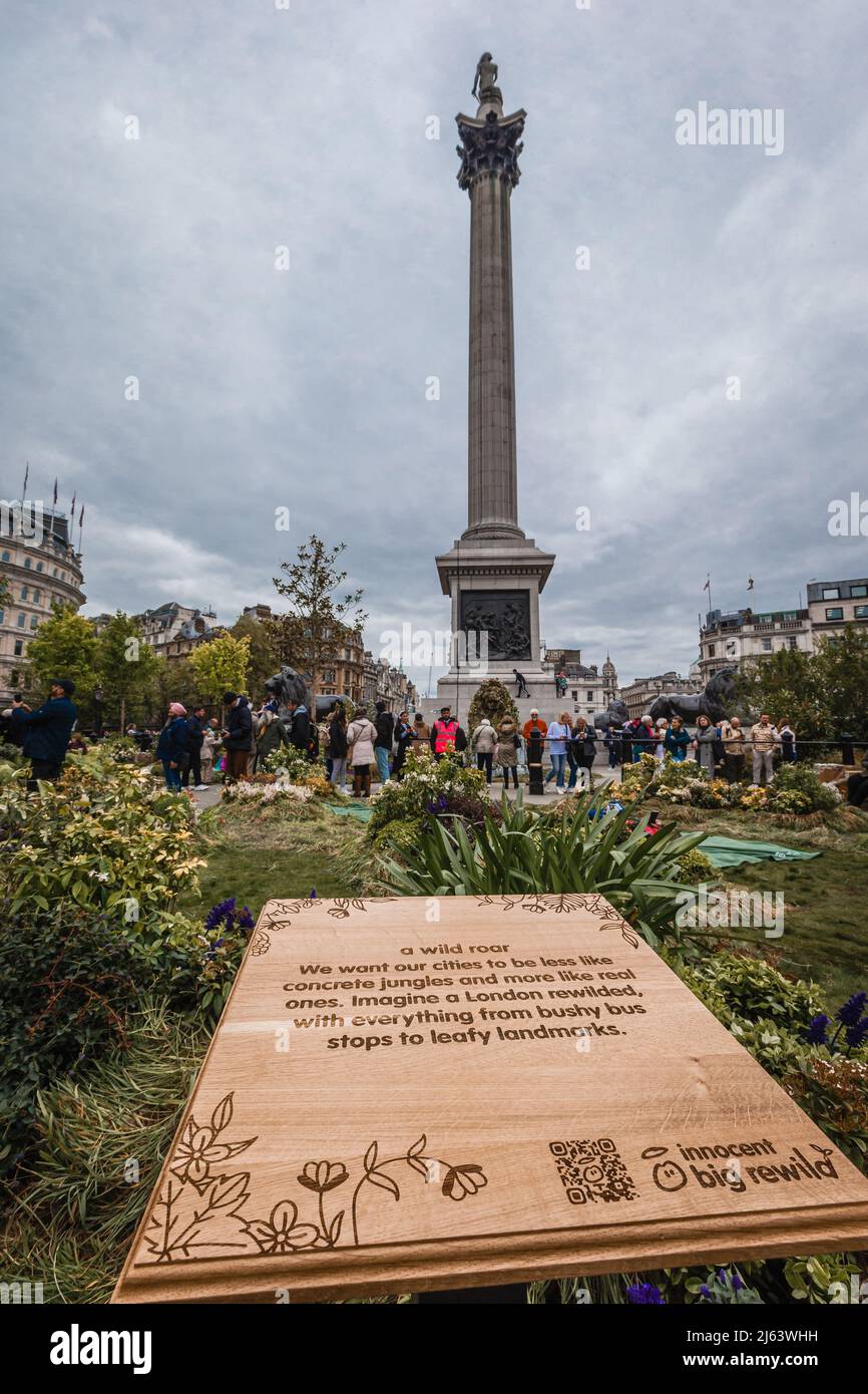 La colonna di Nelson è alta a Innocent's Rewilding Britain a Trafalgar Square, Londra. Foto Stock