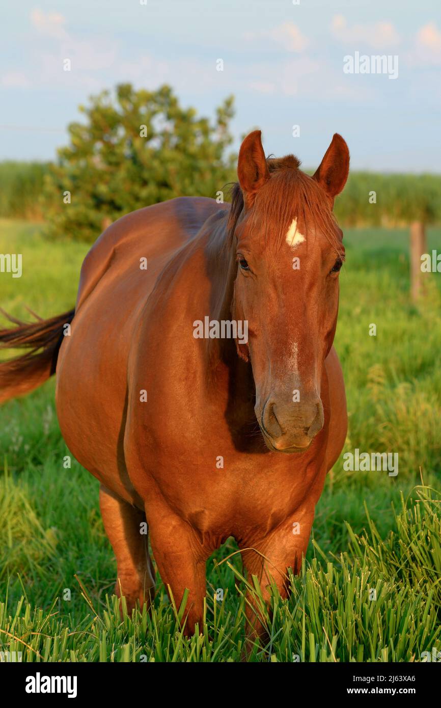 Ritratto di un bel cavallo marrone al tramonto nel pascolo di una fattoria con erba verde. Foto Stock
