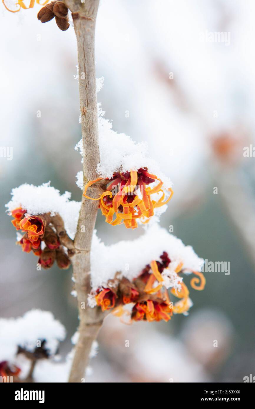 I fiori di arancio brillante della pianta di nocciole di strega (Hamamelis x intermedia) forniscono un tocco di colore in un giardino d'inverno innevato. Foto Stock