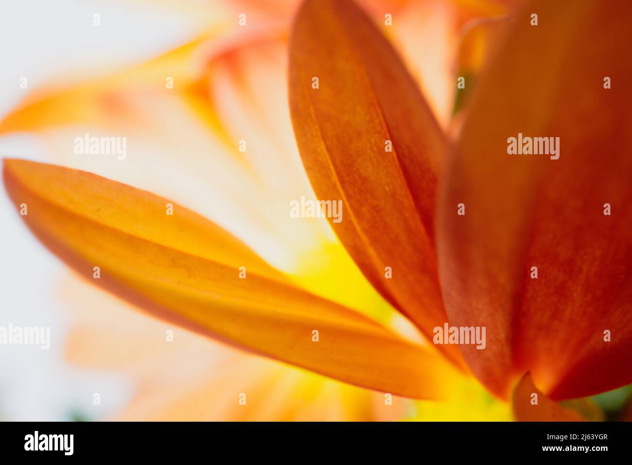 Foto macro di petali di fiori d'arancio Foto Stock