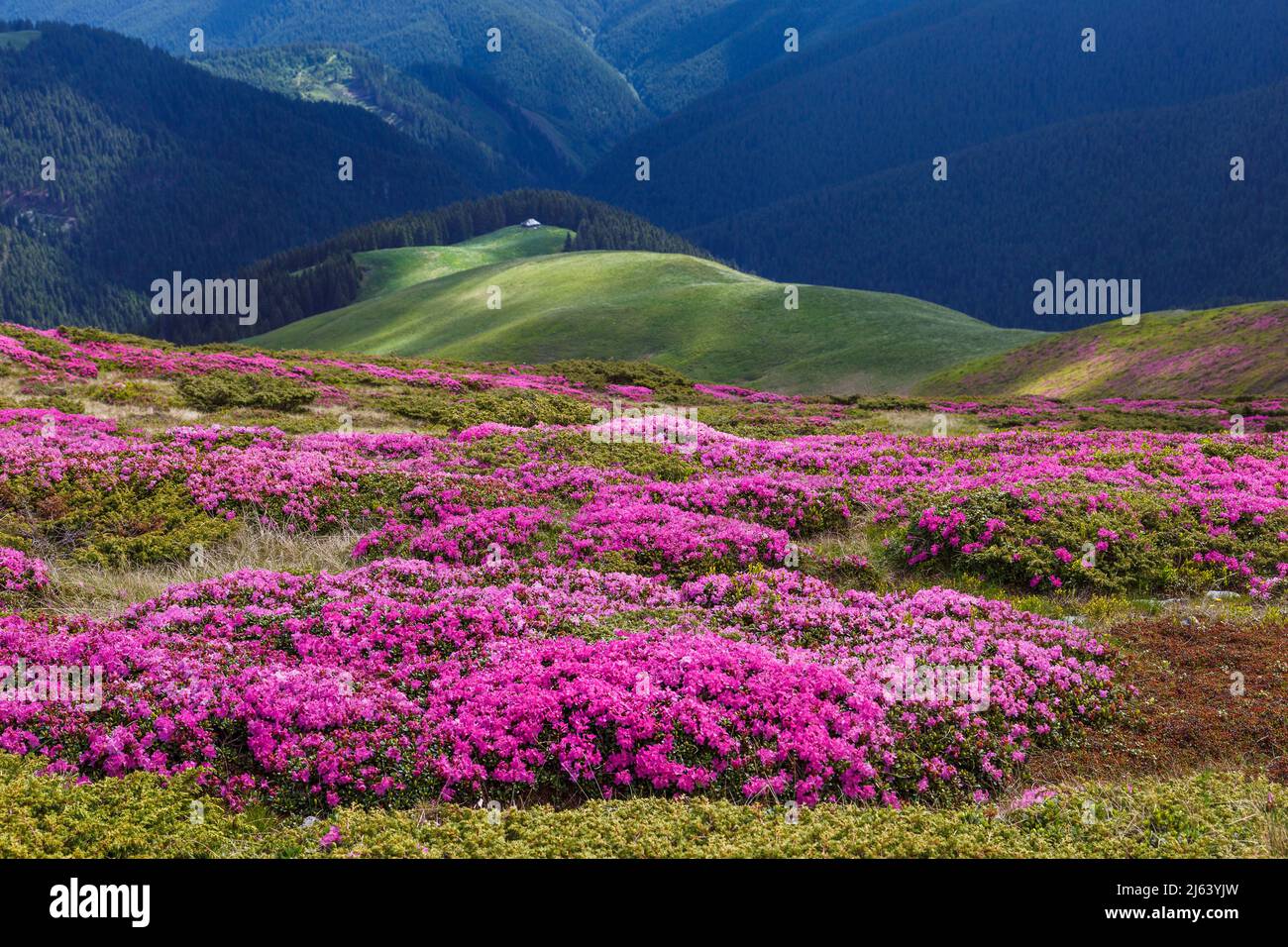 Splendidi paesaggi estivi sui monti Carpatii, fiori di rododendro, vista sulle montagne Foto Stock