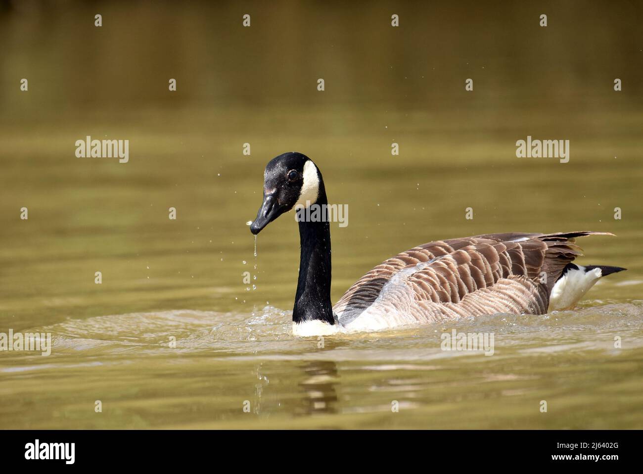 Scoiattolo grigio - Sciurus carolinensis Foto Stock