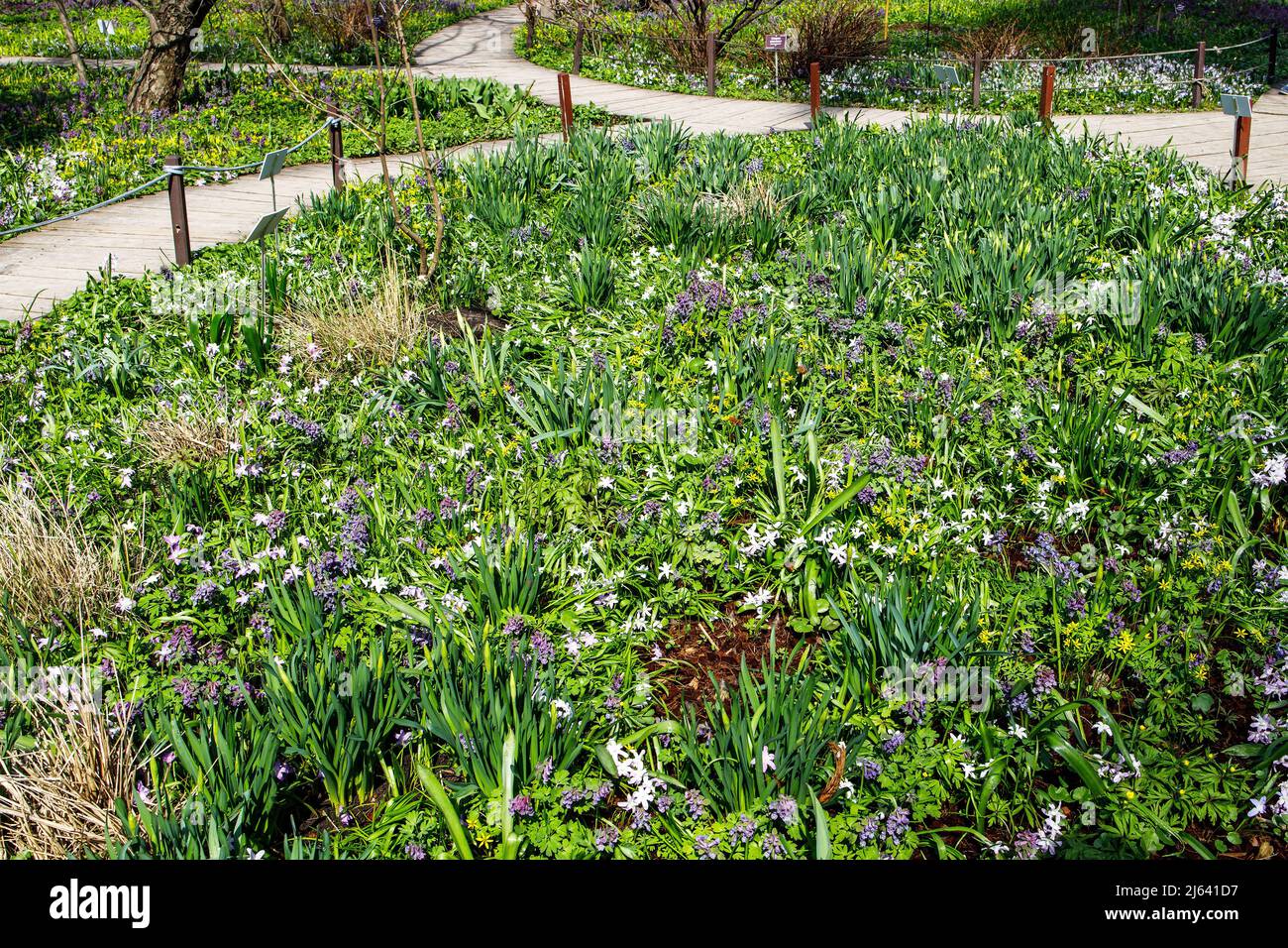 Percorso in legno. I tappeti di primorosi nel Giardino Apotecario - miele corydalis, pushkinia, mirtilli, cocchi, gocce di neve, i naffodils. Foto Stock