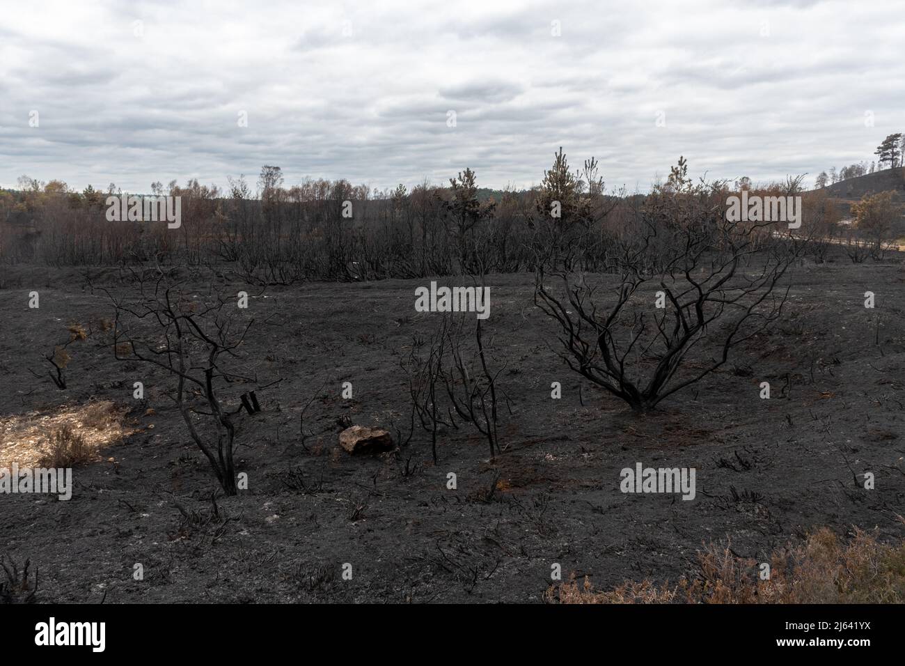 Ash Ranges, Pirbright, Surrey, giorni dopo un grande incendio bruciò 300 ettari di terreno di proprietà MOD, un importante habitat naturale, Regno Unito aprile 27 2022 Foto Stock